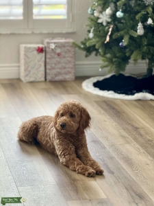 Mini Golden Doodle  Listing Image
