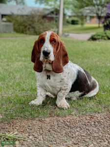 Basset Hound Stud  Listing Image