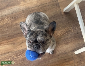 French Bull dog looking for Stud Listing Image