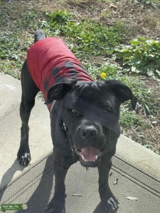 Cane Corso stud Listing Image