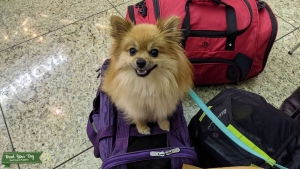 AKC Registered Orange Sable Pomeranian  Listing Image