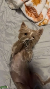 Yorkie female dog looking for stud  Listing Image