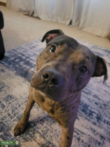 American Bully Pit Listing Image