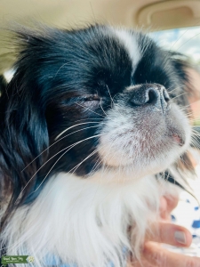 Japanese Chin stud Listing Image