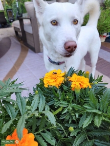 Just wanting her to have puppies. She will be a Wonderful mom. Listing Image
