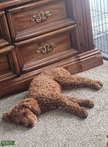 Med Standard red poodle  Listing Image