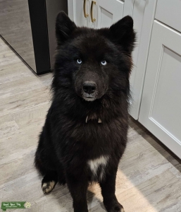 MALE HUSKY (WHOOLY COAT) Listing Image