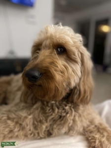Mini Golden-doodle Stud Listing Image