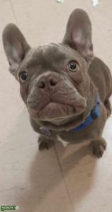 MALE FRENCHIE (ISABELLA) Listing Image