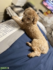 Toy poodle  Listing Image