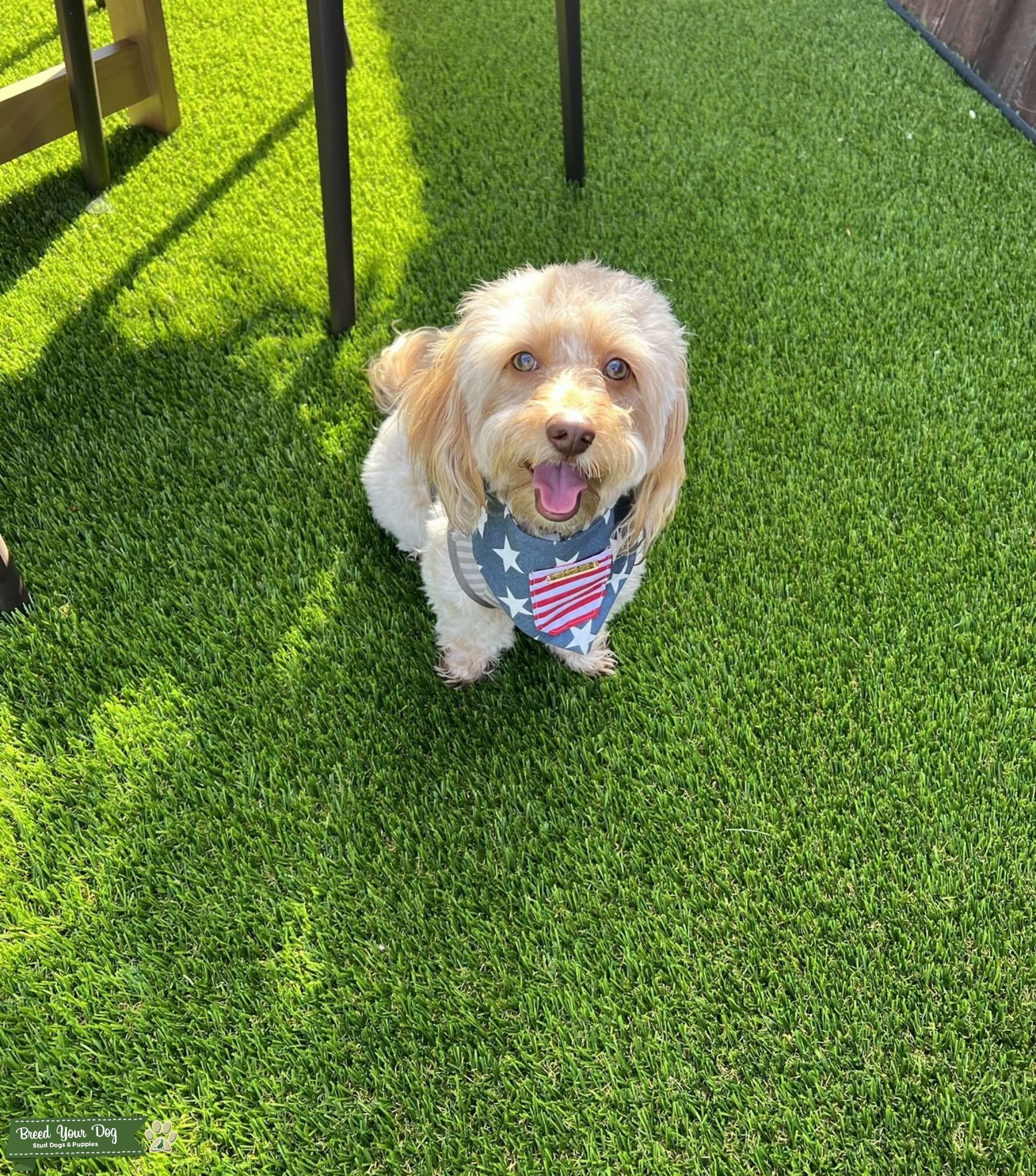 Mini Dachshund/Poodle Male aka Teddy_theweeniepoo Stud Dog in Orange