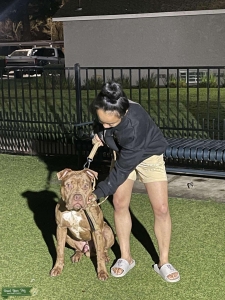 XL American Bully Stud Listing Image