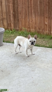 Handsome AKC French Bulldog Listing Image