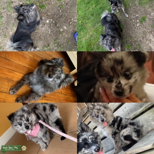 Blue Merle female F2 pomsky  Listing Image