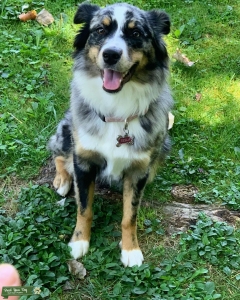 Need a stud ASAP non-merle preferably mini Australian Shepherd Listing Image