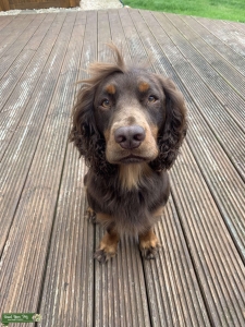 Liver and Tan Working Cocker Spaniel for Stud Listing Image