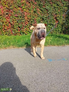 BLUE MASK CHINESE SHAR PEI Listing Image