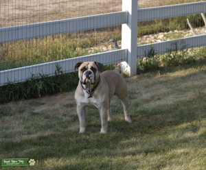 OLD ENGLISH BULLDOG STUD Listing Image