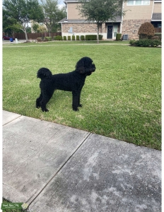 Black Goldendoodle Listing Image