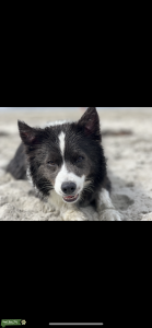 Blue Border Collie Looking for a handsome healthy Stud for breeding! Listing Image