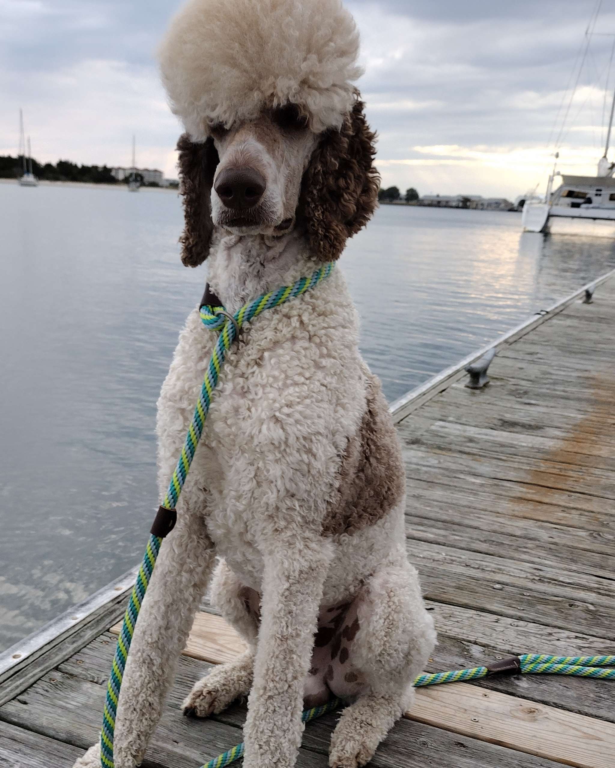 Standard Poodle Stud Stud Dog in USA North Carolina , the United States Breed Your Dog