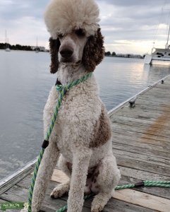 Standard Poodle Stud Listing Image