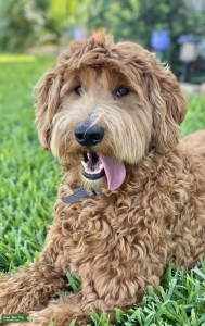 ISO Parti Poodle Stud Listing Image