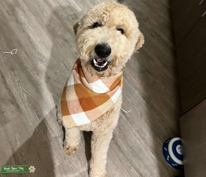 Stud- Happy Playful Boy Listing Image