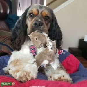 Handsome Cocker Spaniel Listing Image