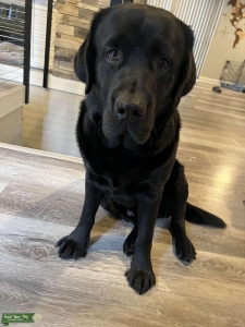 English Labrador - excellent breeder Listing Image
