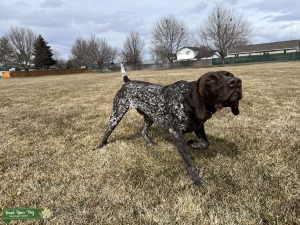 German Shorthair Pointer Stud Listing Image