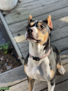 Black Tri American Bully Female looking for Merle or tri American bully stud Listing Image