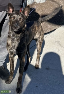 Dutch shepherd  Stud Listing Image