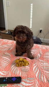 Chocolate Toy Poodle Listing Image