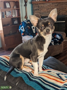Blue Apple head Chihuahua stud Listing Image