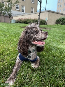 UNIQUE COLOR COCKER SPANIEL Listing Image