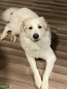 Beautiful Great Pyrenees, very sweet and protective dog.  Listing Image