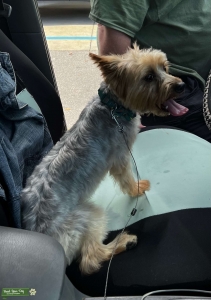 Yorkshire Terrier  Listing Image