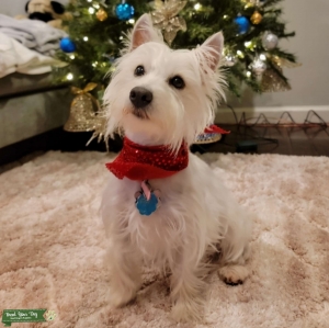 Josie is looking for a husband Listing Image