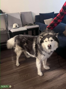 Beautiful Siberian husky Timberwolf mix  Listing Image