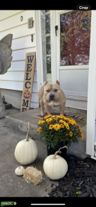 American bully stud  Listing Image