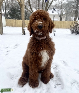 Red Standard Poodle  Listing Image