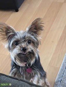 Leah's looking for a boyfriend(4lbs or less) Listing Image