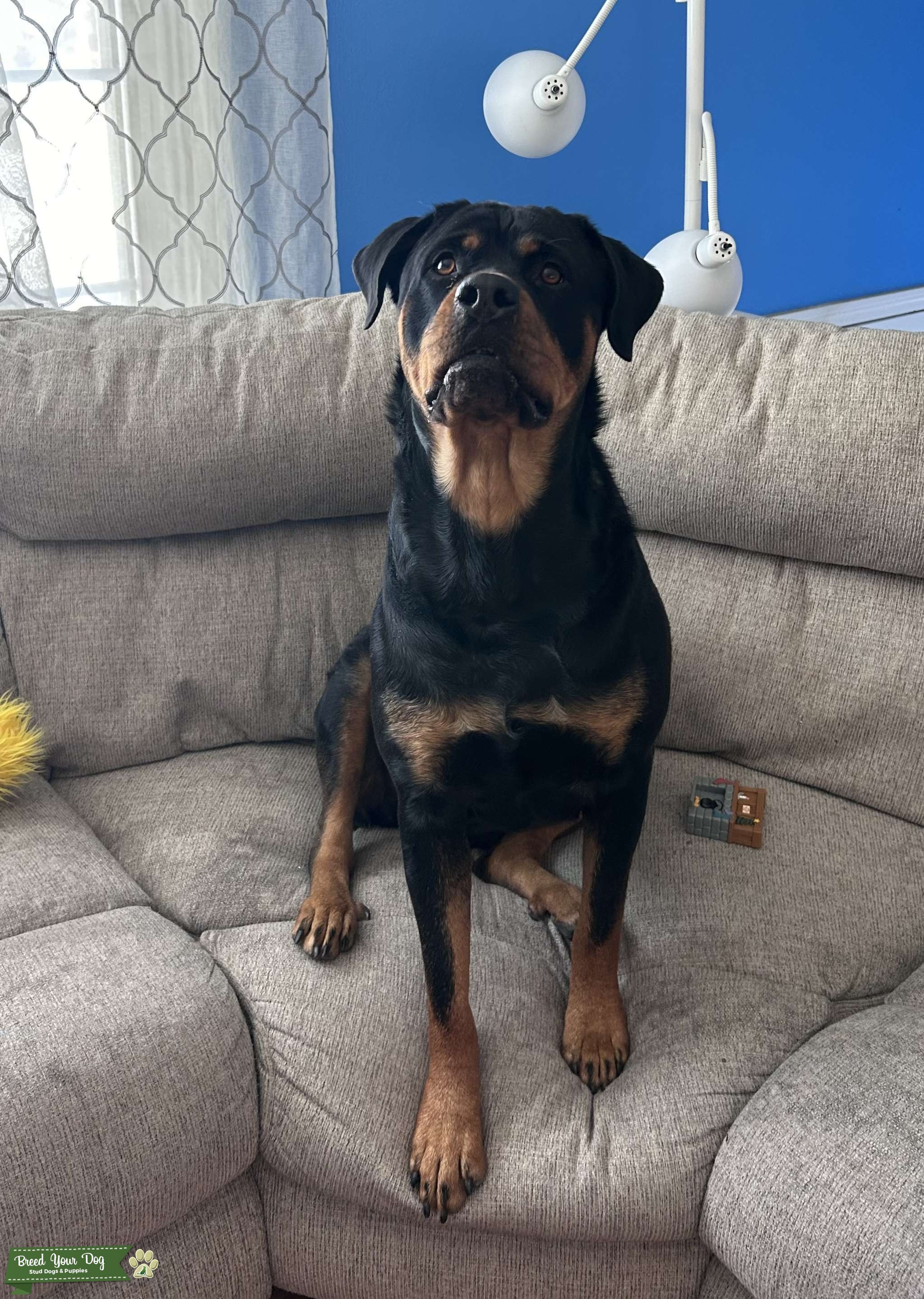Champion Blood line female Rottweiler - Stud Dog in Southern New ...