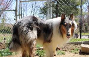 Blue Merle Stud Listing Image