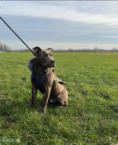 Blue Brindle Staffordshire Bull Terrier. Listing Image