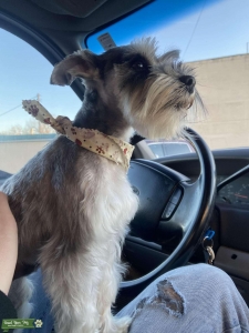 Miniature schnauzer STUD  Listing Image