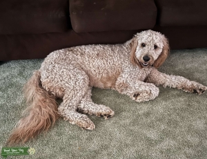 Goldendoodle Stud Available  Listing Image