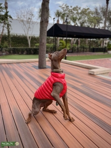 Fawn / Isabella Doberman Male Listing Image