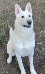 ALL White FULL BREED MALE GERMAN SHEPHERD Listing Image